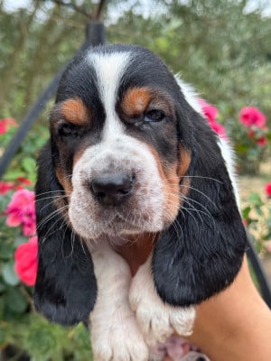 Les chiots de Basset Hound