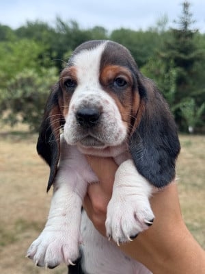 Les chiots de Basset Hound