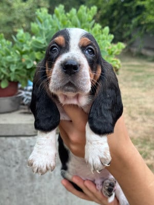 Les chiots de Basset Hound