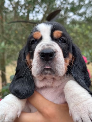 Les chiots de Basset Hound