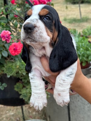 Les chiots de Basset Hound