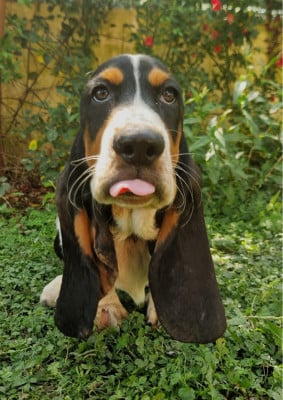 Les chiots de Basset Hound