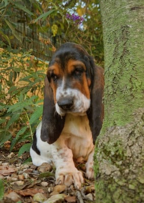 Les chiots de Basset Hound