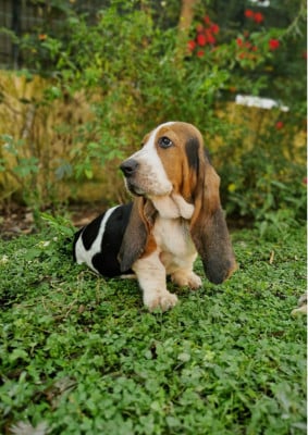 Les chiots de Basset Hound