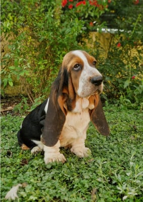 Les chiots de Basset Hound