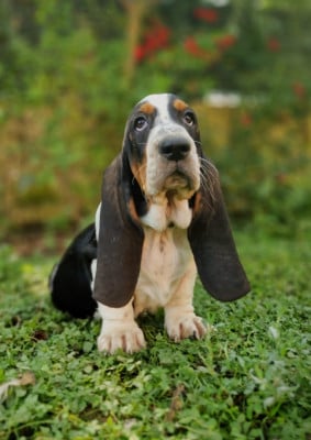 Les chiots de Basset Hound