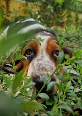 Les chiots de Basset Hound