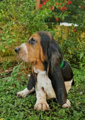 Les chiots de Basset Hound