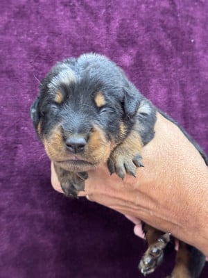 Les chiots de Berger de Beauce