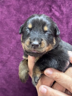 Les chiots de Berger de Beauce
