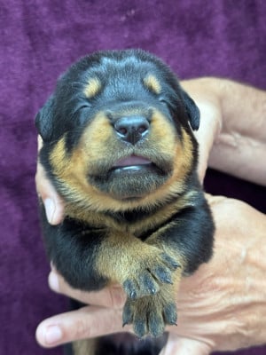 Les chiots de Berger de Beauce