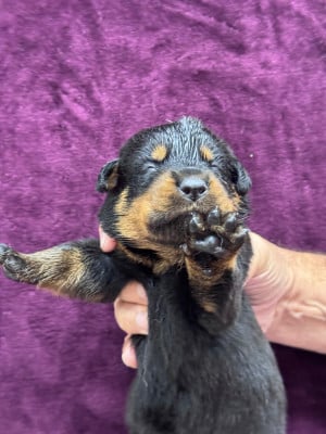 Les chiots de Berger de Beauce