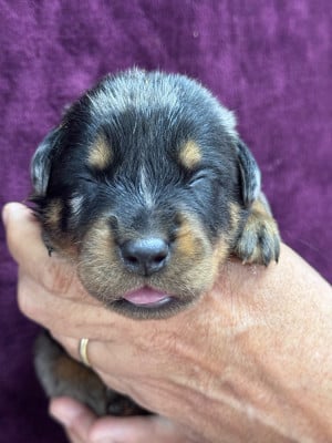 Les chiots de Berger de Beauce