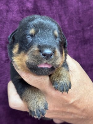 Les chiots de Berger de Beauce