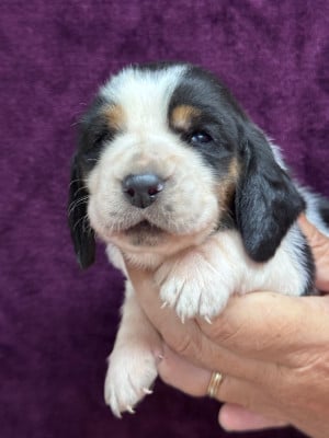 Les chiots de Basset Hound