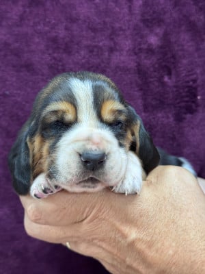 Les chiots de Basset Hound