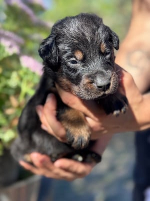 Les chiots de Berger de Beauce
