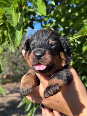 Les chiots de Berger de Beauce