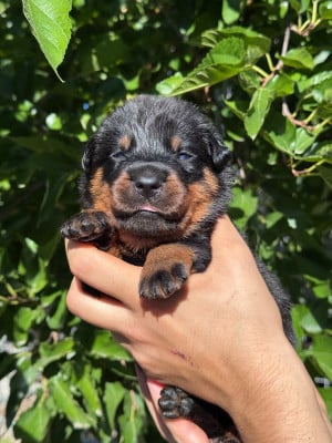Les chiots de Berger de Beauce