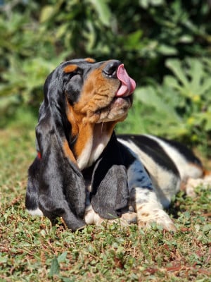 Les chiots de Basset Hound