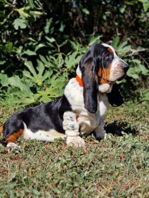 Les chiots de Basset Hound