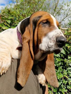Les chiots de Basset Hound