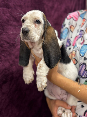 Les chiots de Basset Hound