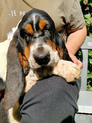 Les chiots de Basset Hound