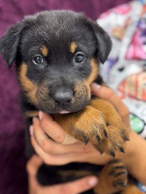 Les chiots de Berger de Beauce