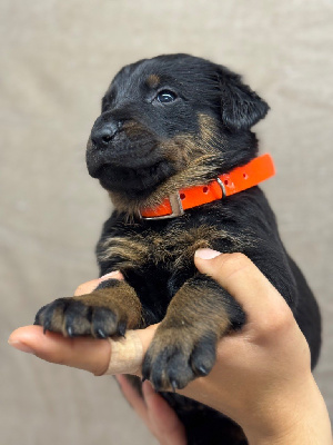 Les chiots de Berger de Beauce