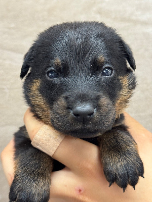 Les chiots de Berger de Beauce