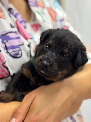 Les chiots de Berger de Beauce