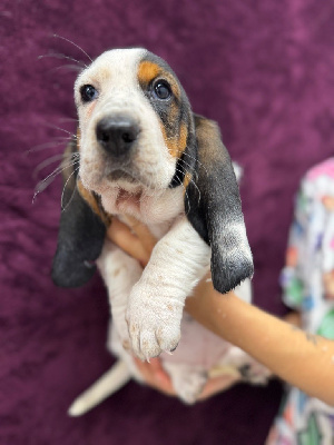 Les chiots de Basset Hound