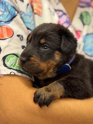 Les chiots de Berger de Beauce