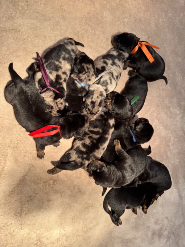 Berger de Beauce - du berceau de bfamily