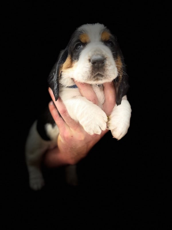 Basset Hound - du berceau de bfamily