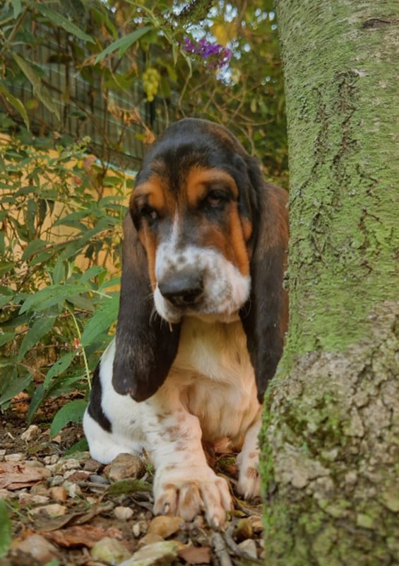 Basset Hound - du berceau de bfamily