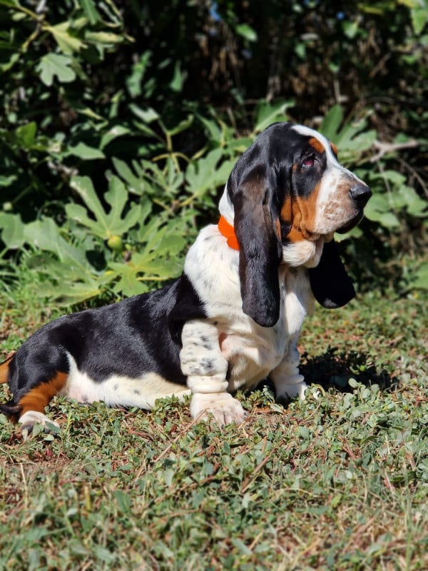Basset Hound - du berceau de bfamily