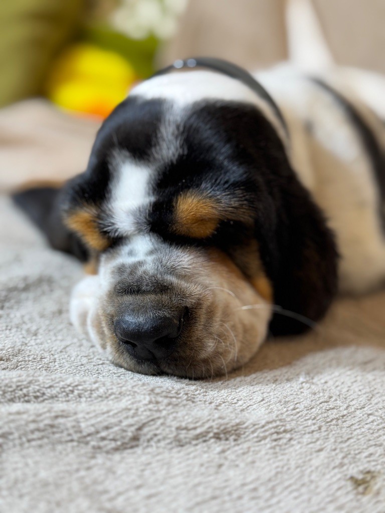 Viktor collier noir tricolore
