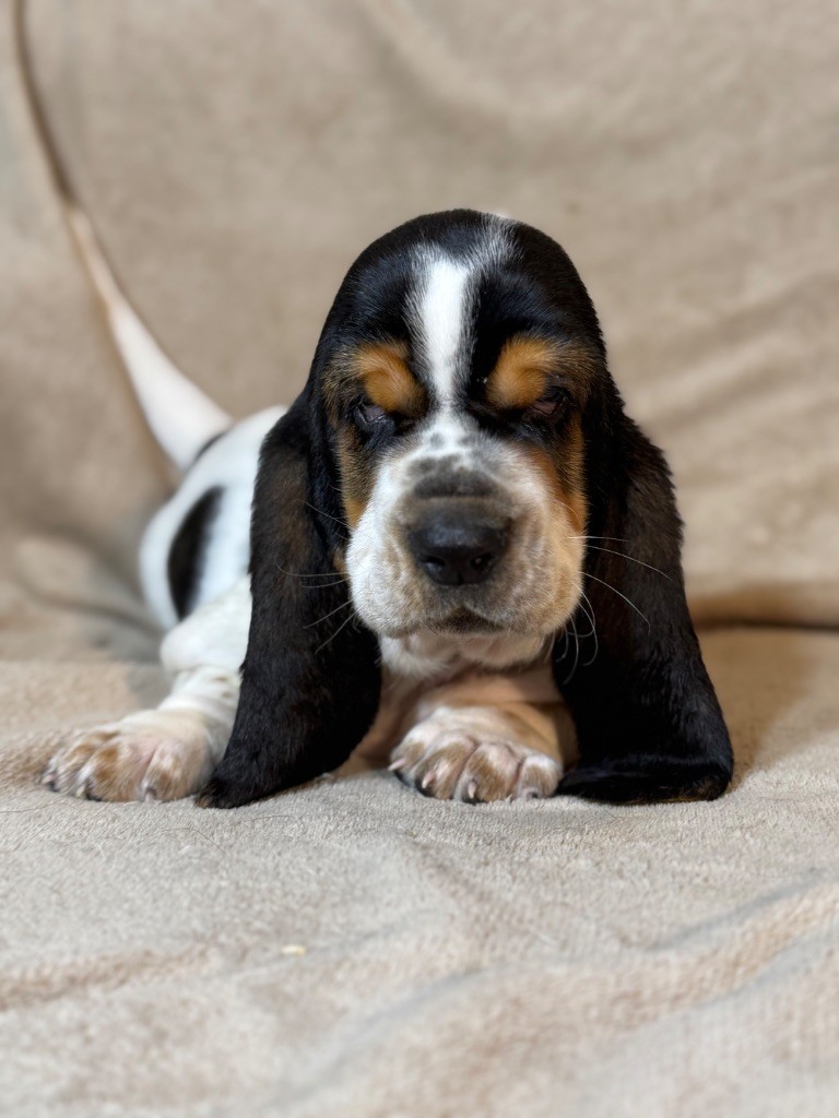 Viktor collier noir tricolore