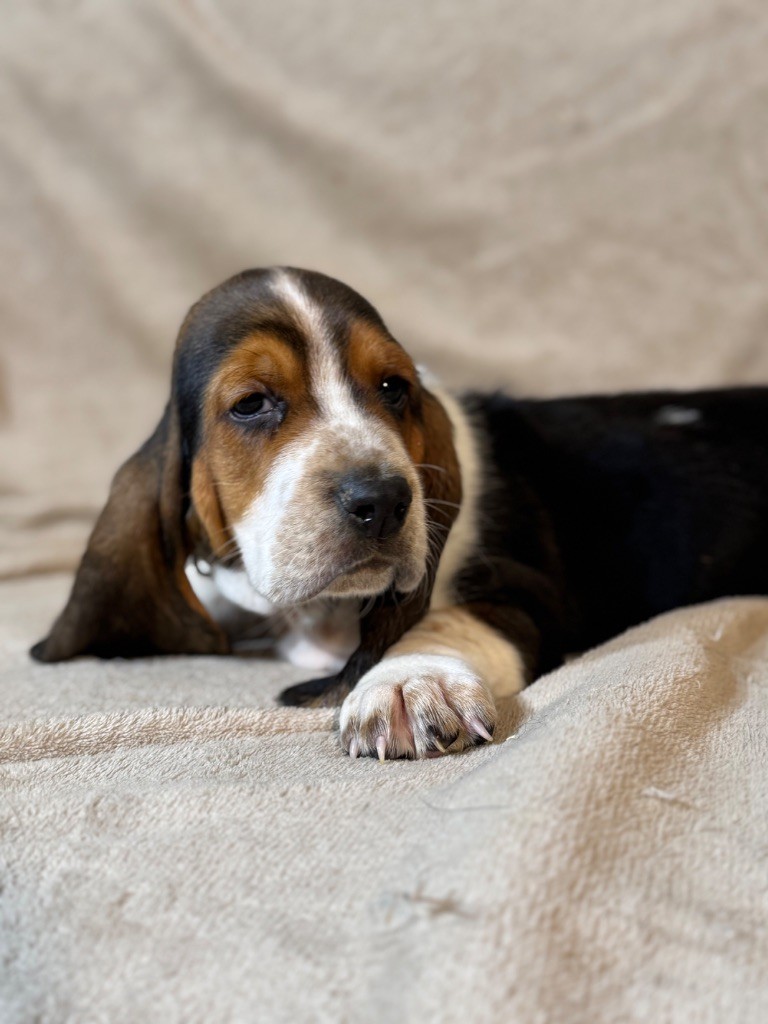 Vigor collier jaune tricolore