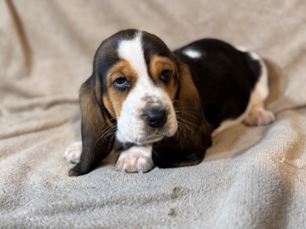 Vilmorin collier rouge tricolore