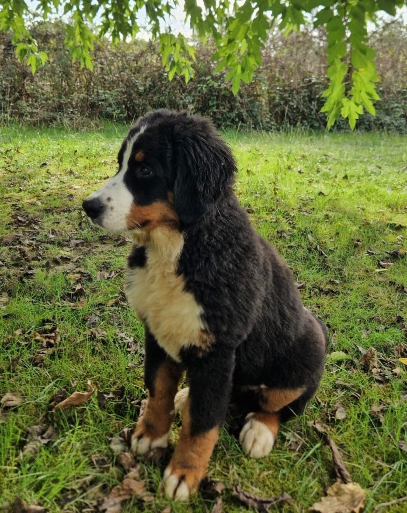 Aline collier violet