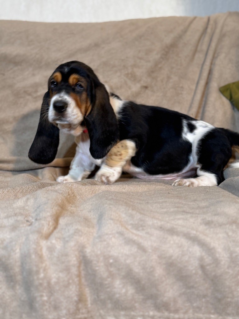 Victorine collier rose tricolore