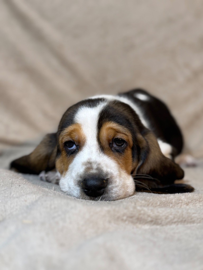 Vilmorin collier rouge tricolore