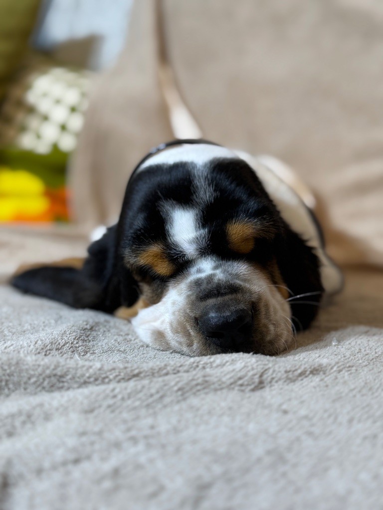 Viktor collier noir tricolore