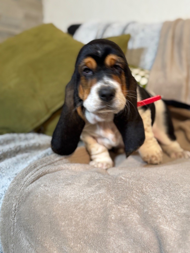 Victorine collier rose tricolore