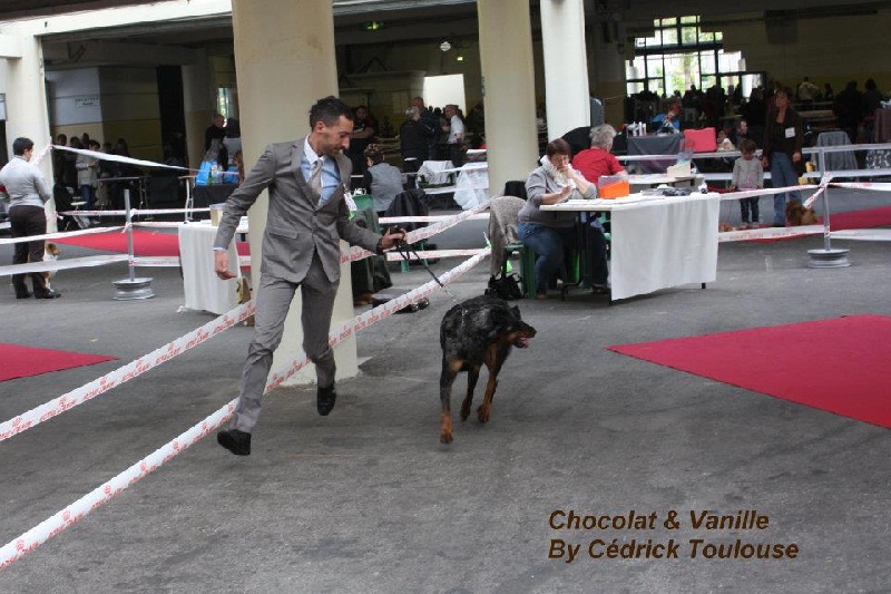 CH. Fame du berceau de bfamily - CACS-RCACIB