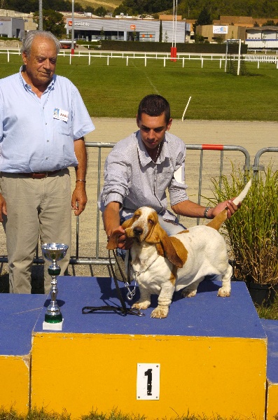 Félicie aussi du Haras de la Vergne - exc. 1ere en classe jeune femelle , meilleur jeune , 1ere jeune de groupe