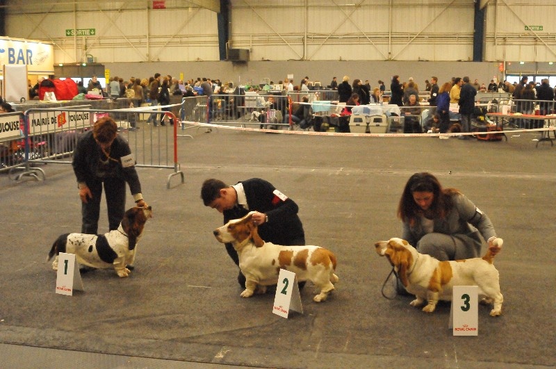 Félicie aussi du Haras de la Vergne - 3eme excellent classe jeune femelle